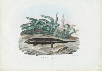 Skink, 1863-79 by Raimundo Petraroja